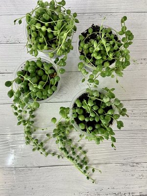 Крестовник Роули. Senecio rowleyanus.