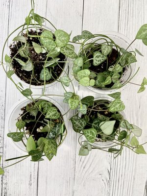 Церопегия Green Love.