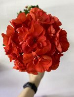Пеларгония зональная Bold Flame