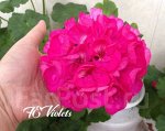 Пеларгония зональная Bold Joy