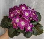 Фиалка АВ-Красный Бриллиант (Фиалковод), новинка!