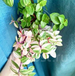 Каллизия Бьянка repens Bianca