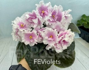 Фиалка ПТ-Флорентина