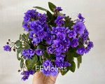 Сенполия  Rob&#039;s Jindalee