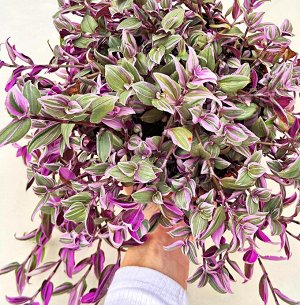 Традесканция Spring splash (Mundula variegata sport)