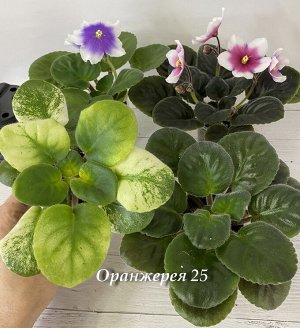 Стартеры фиалок - общая информация (НЕ для заказа)