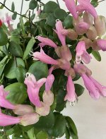 Эсхинантус Thai Pink