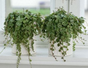 Цветы от FEViolets Пеперомия Прострата String of Turtles