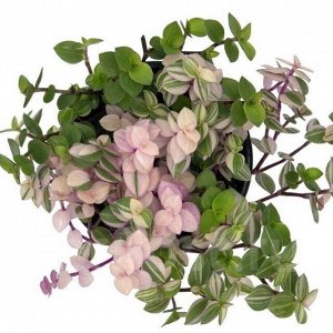 Каллизия Бьянка repens Bianca