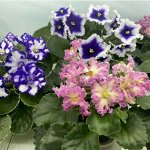 🌸 Уникальная коллекция комнатных растений: фиалки, пеларгонии