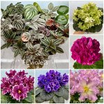 Уникальная коллекция комнатных растений: сортовые, редкие! 🌸