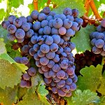 Лучшие саженцы винограда по супер ценам