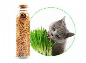 Семена пшеницы для кошек