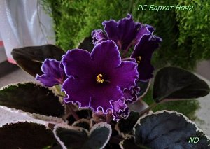 РС - Бархат ночи