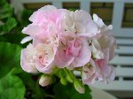 Цветочный дворик 💐 Весенние новинки