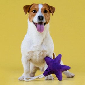 Игрушка Mr.Kranch для собак мелких и средних пород Звездочка с канатом и пищалкой 26х16х5см, фиолетовая