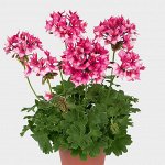 Пеларгония PAC Fireworks Bicolor