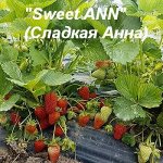 10 Sweet Ann РЕМКА