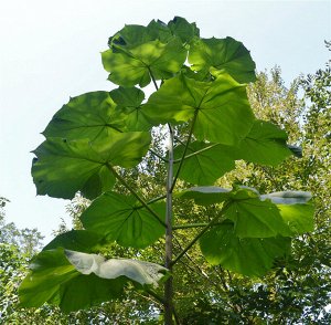 Green Rock Павлония