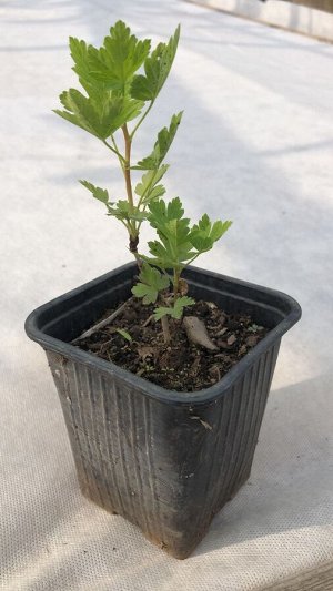 Крыжовник грушеника