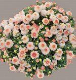 Хризантема Brannobless Blush Pink