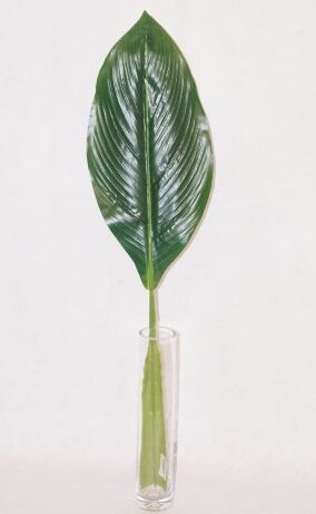 Пальма финиковая лист 65 см