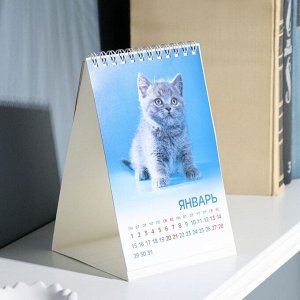 Календарь настольный, домик "Мурчат коты" 2024, 10,5х16 см