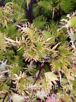 Колеус Under The Sea Anemone