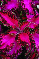 Колеус Pink Chaos