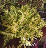 Колеус Carefree Yellow
