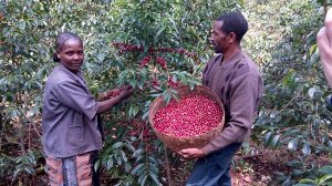 Кофе "Эфиопия Лиму натуральный" в зернах 1 кг