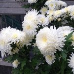 133 Царевна лебедь