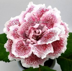 Глоксиния Махровые очень крупные (до 14см) белые цветы в розово-малиновый горошек. Приземистый куст с короткими цветоносами и обильным цветением.