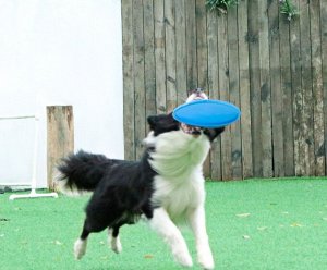 Игрушка фрисби для собак, малый, цвет голубой