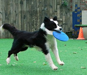 Игрушка фрисби для собак, средний, цвет голубой
