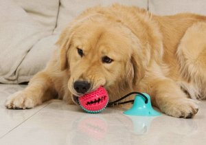 Игрушка для собак "мячик на резинке", с емкостью для корма, цвет красный/голубой