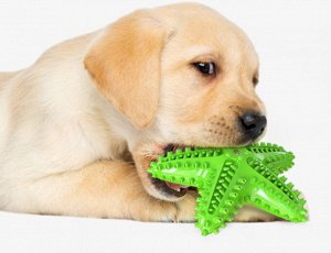 Игрушка для собак "морская звезда", цвет зеленый