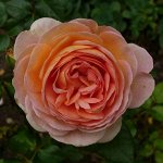 Саженцы роз от питомника Магии роз — в наличии — срочно