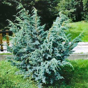 Можжевельник Juniperus squamata Meyeri