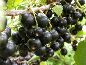 Смородина чёрная десертная "Геркулес"