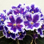 Фиалка ВаТ-Царь Горох