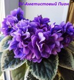 SV-Аметистовый Пион