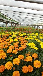 Бархатцы. Ассорти.