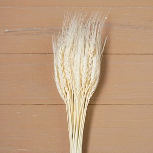 Сухоцвет Колос Пшеницы 50 см.