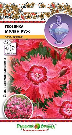 Цветы Гвоздика Мулен Руж, смесь (60шт)