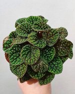 Пеперомия Green Bubble