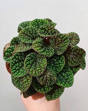 Цветы от FEViolets Пеперомия Green Bubble