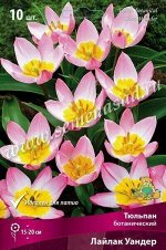 Тюльпан Лайлак Уандер 6/8 10шт (Поиск)