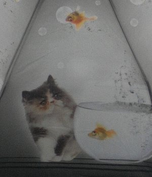 Зонт женский &quot;Кот с рыбкой&quot;