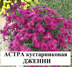 Астра кустарниковая Дженни
